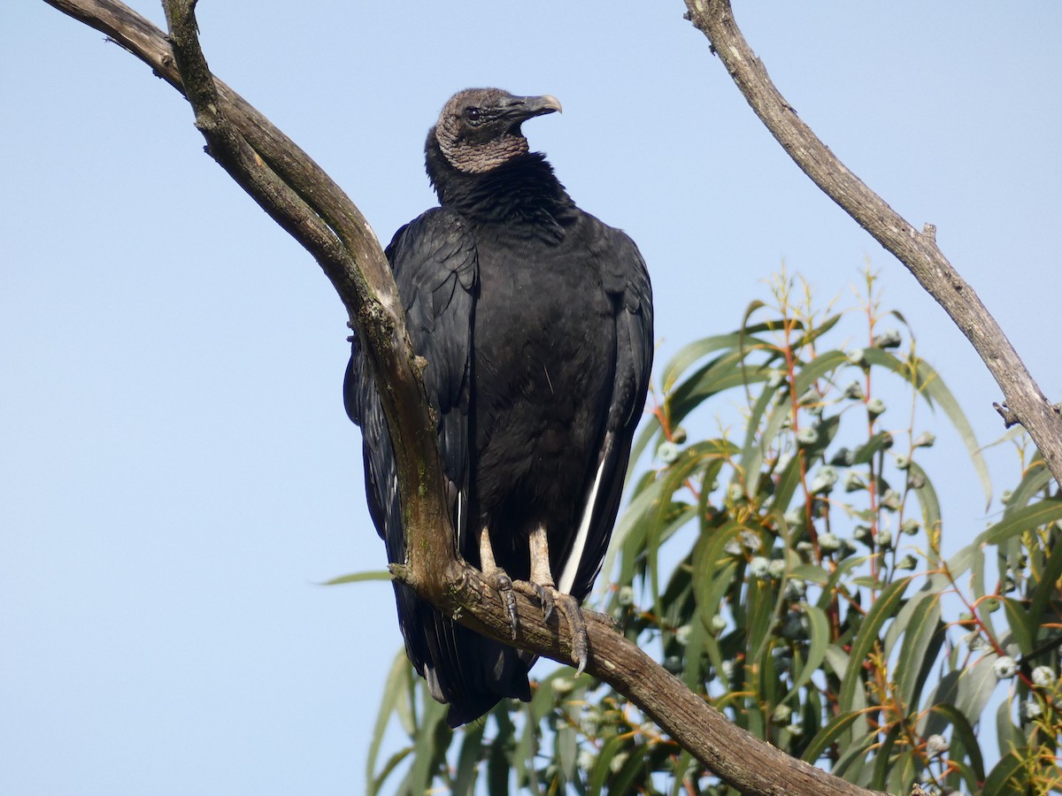 Black Vulture - Mauricio Urrutia