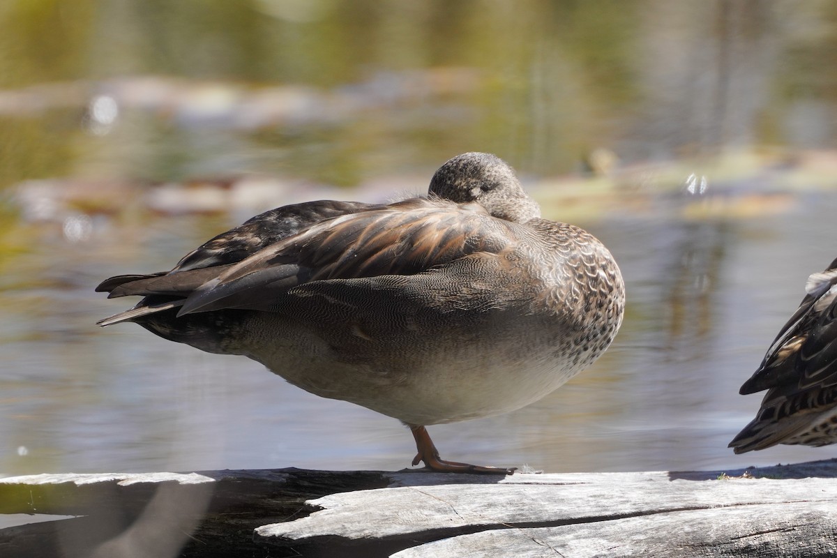 Gadwall - ML373743331