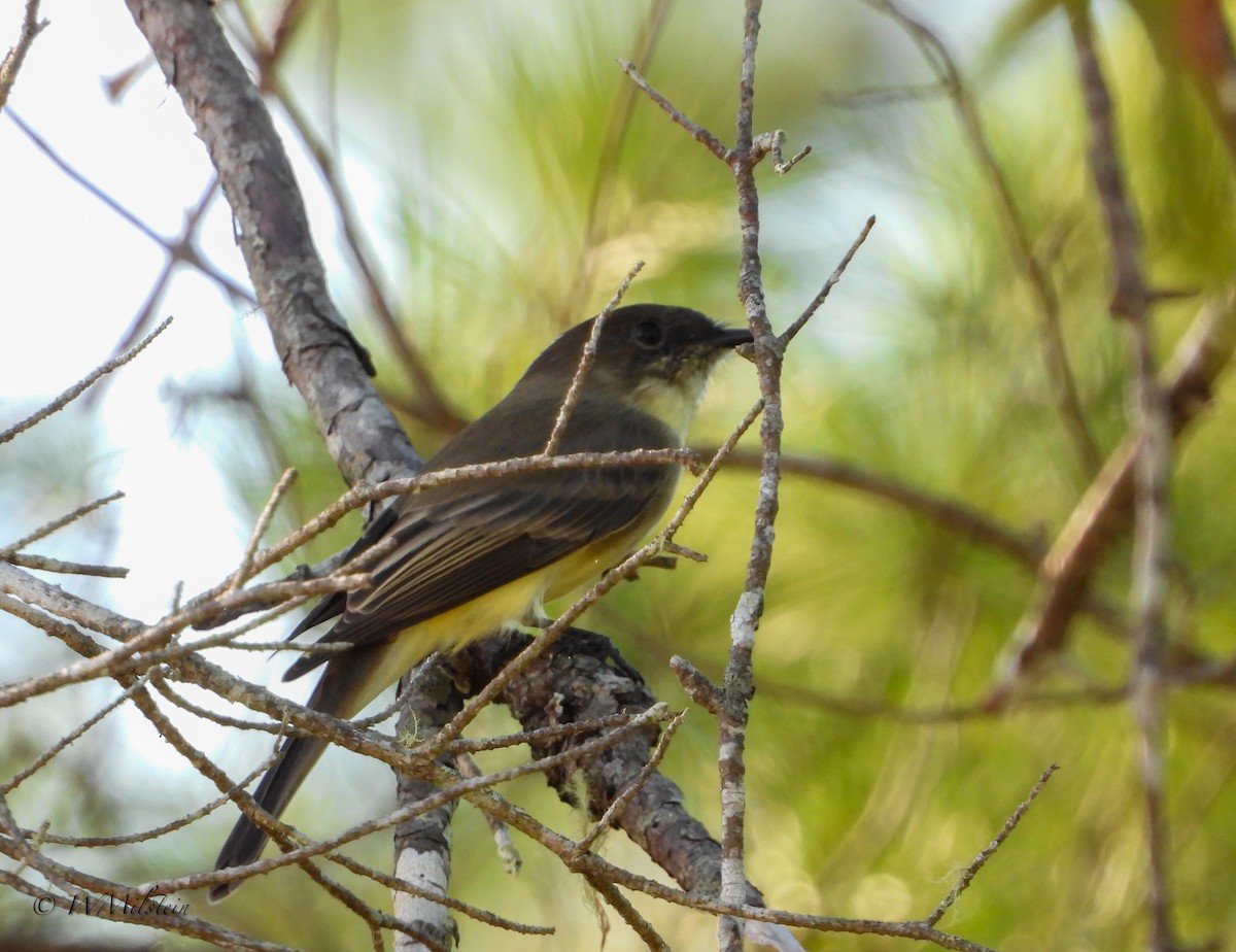 Eastern Phoebe - ML373743551