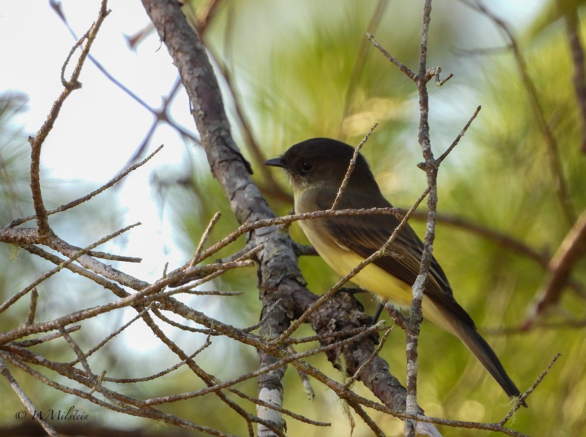 Eastern Phoebe - Wendy Milstein