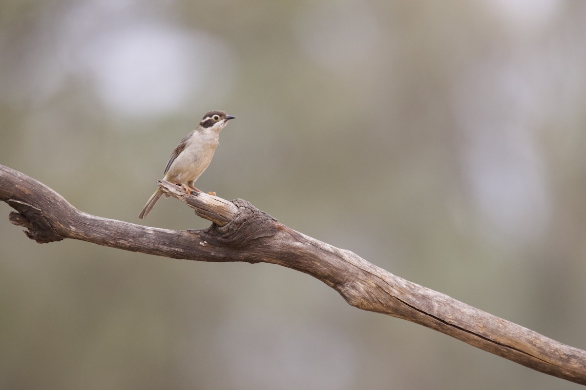 Brown-headed Honeyeater - Indra Bone