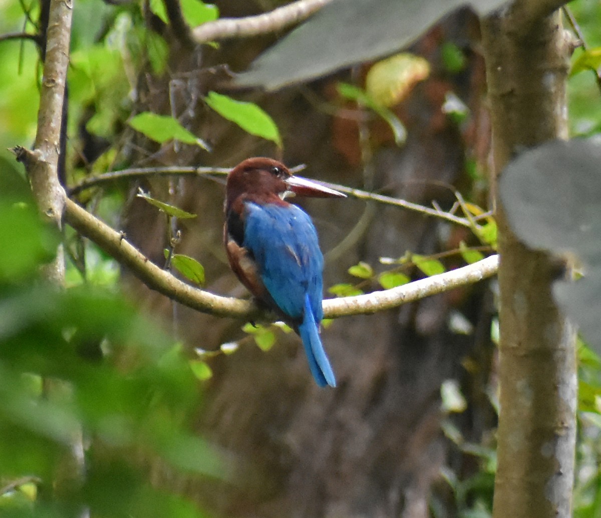 White-throated Kingfisher - ML373743791