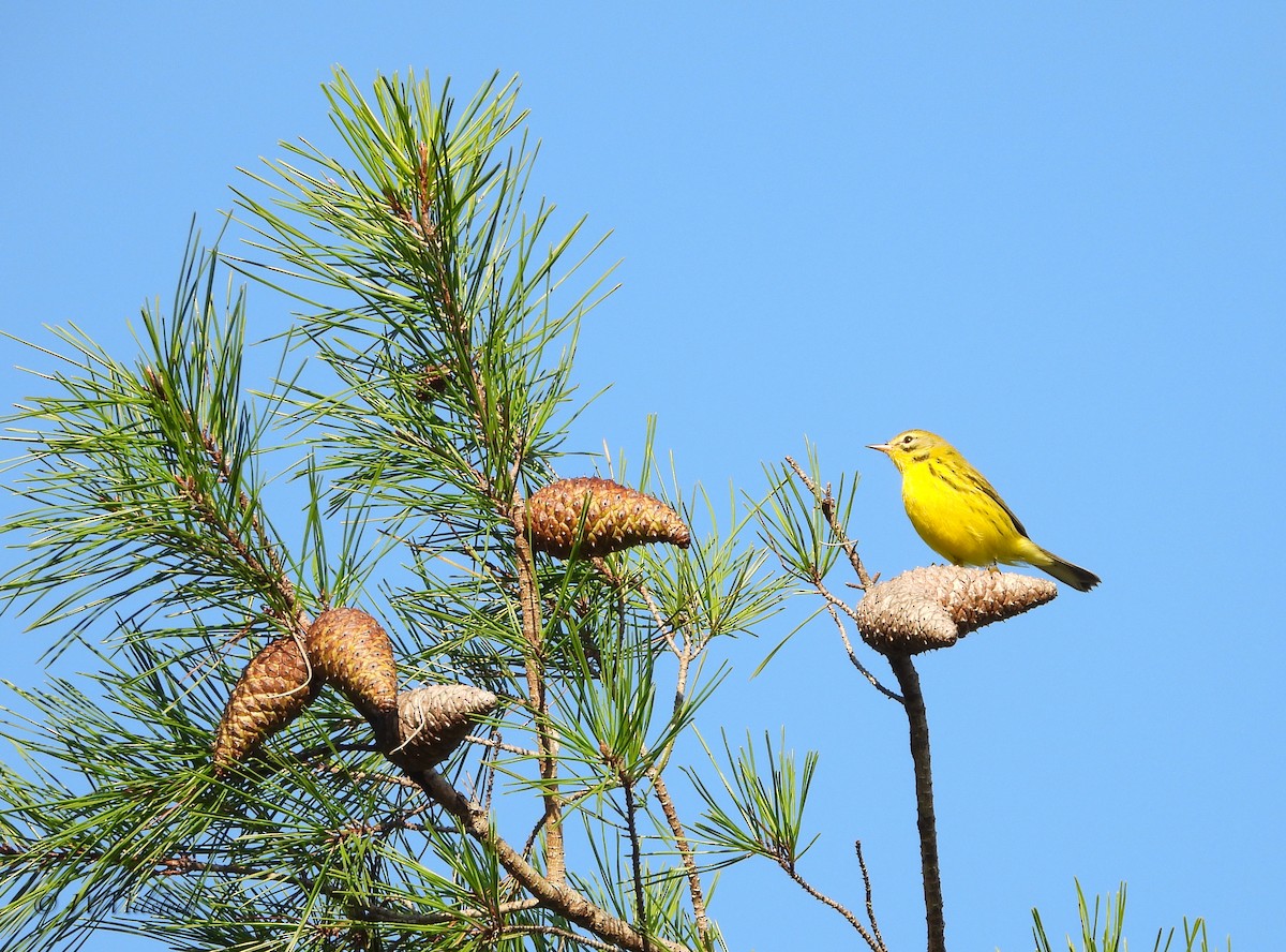 Prairie Warbler - ML373743841