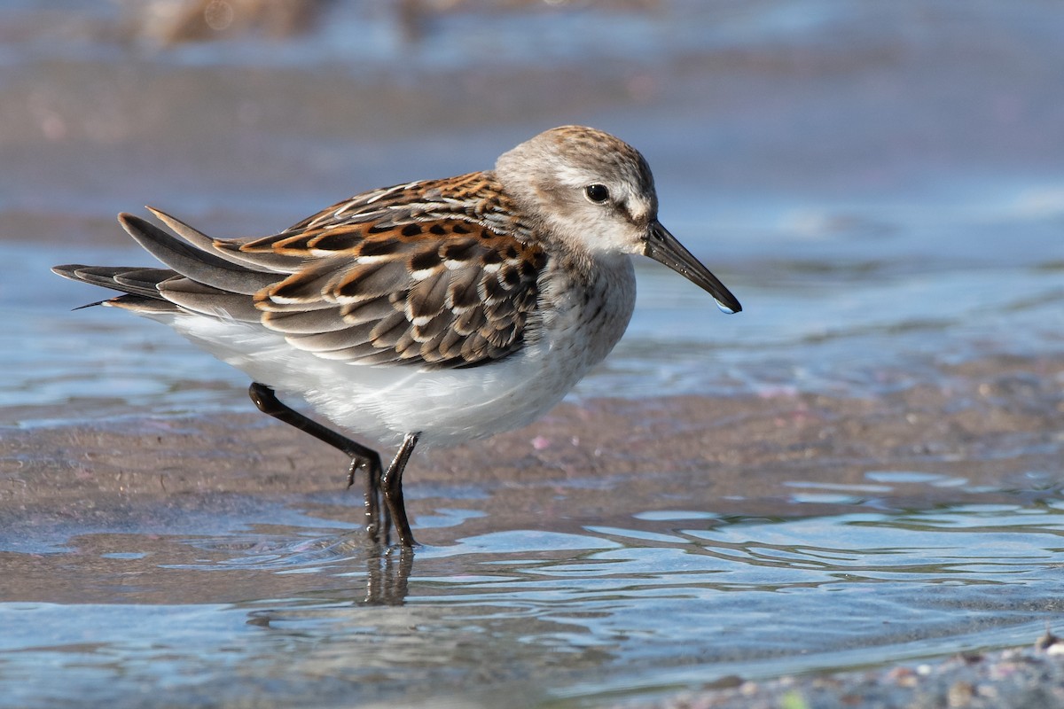 Western Sandpiper - Adam Perrier