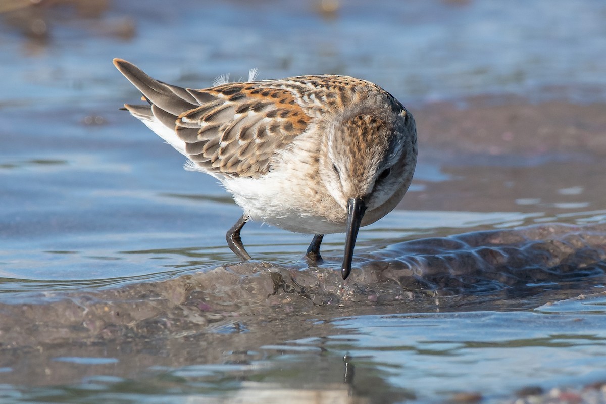 Western Sandpiper - Adam Perrier