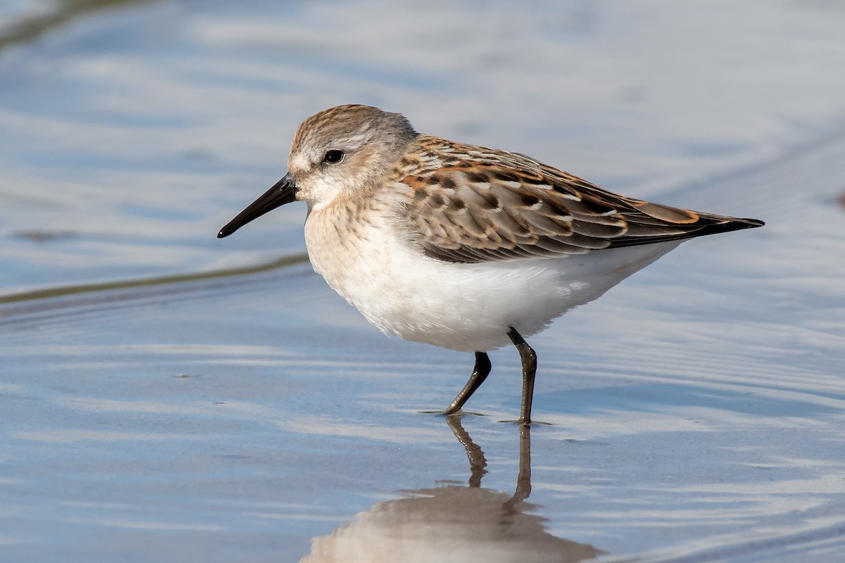 Western Sandpiper - Adam Perrier