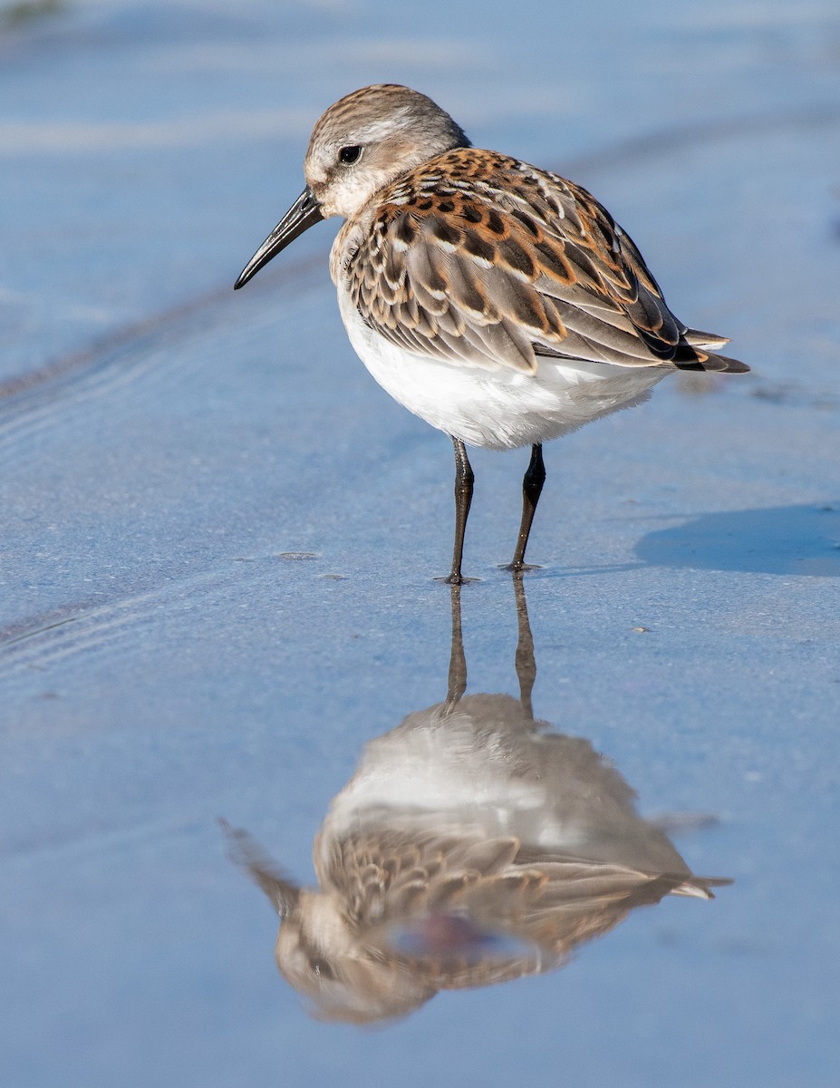 Western Sandpiper - Adam Perrier