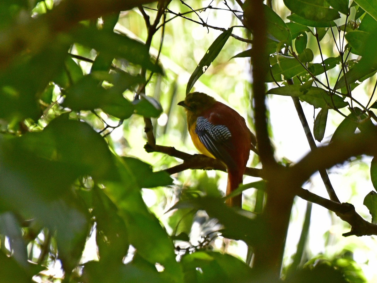 Orange-breasted Trogon - ML373745041