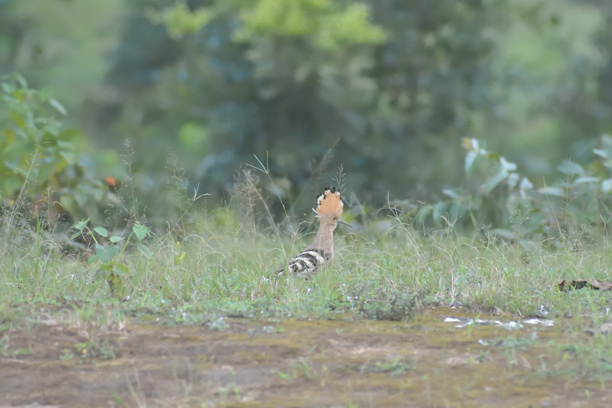 Eurasian Hoopoe - ML373745271