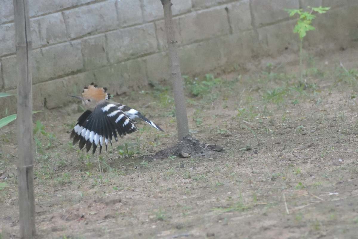 Eurasian Hoopoe - ML373745361