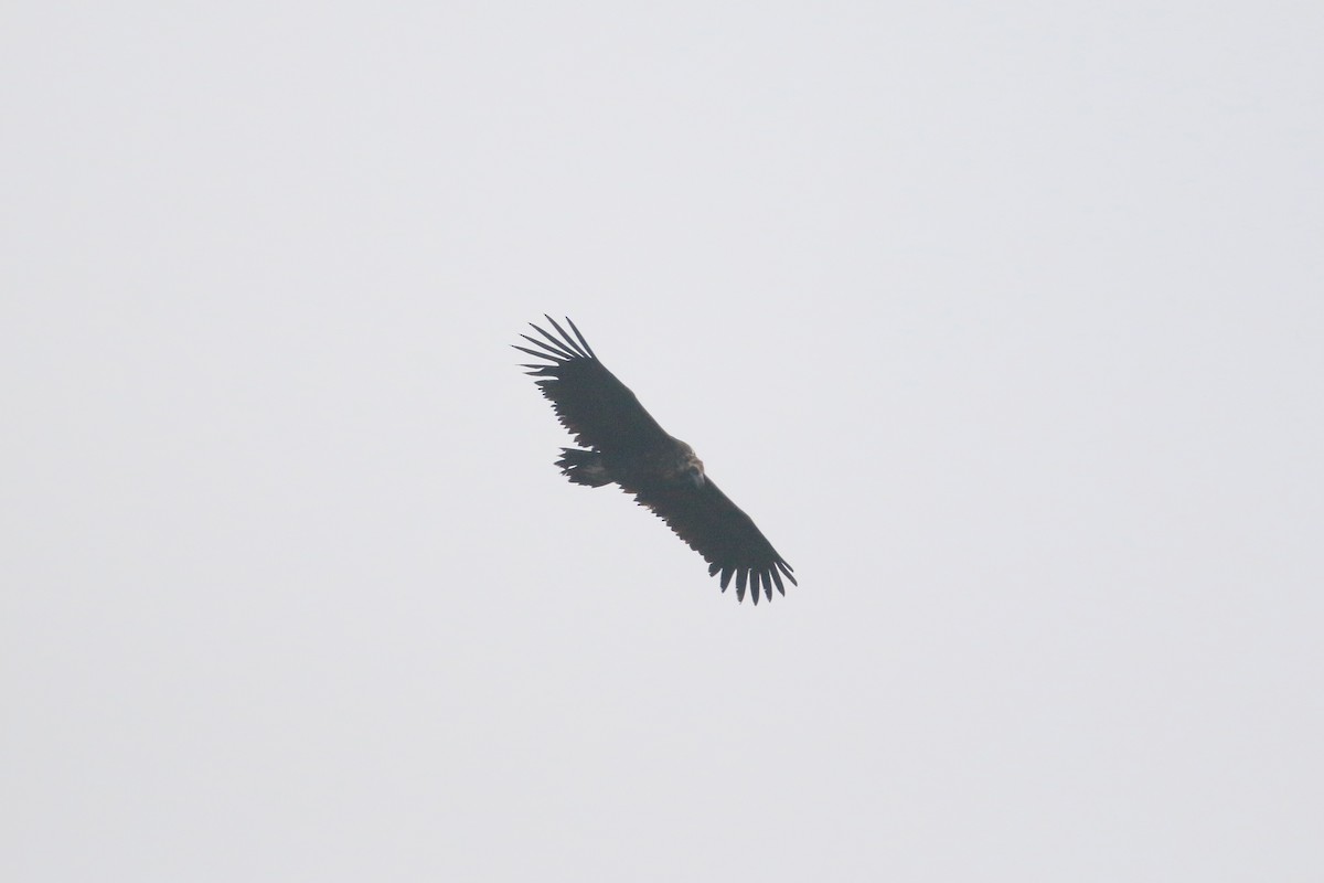 Cinereous Vulture - ML373745511