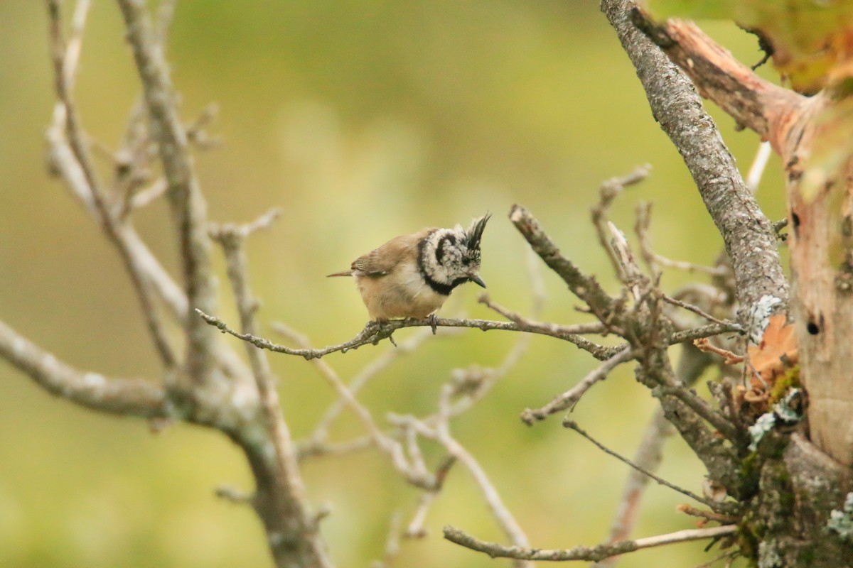 Crested Tit - ML373745591