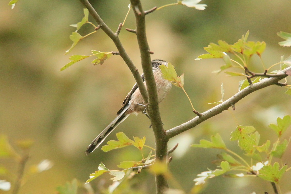 Long-tailed Tit - ML373745621