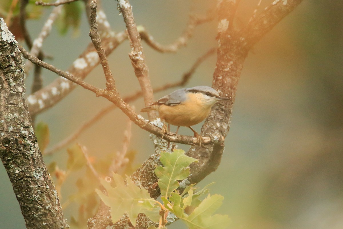 Eurasian Nuthatch - ML373745661