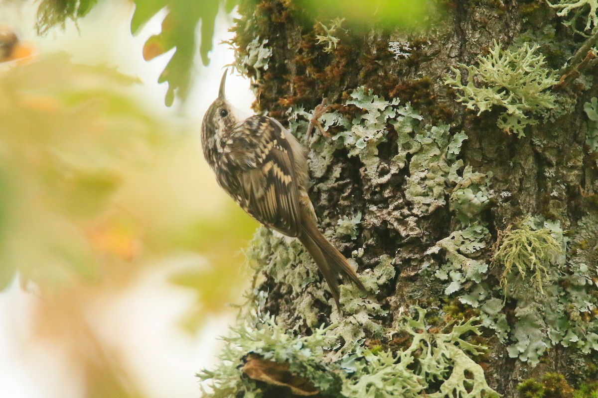 Short-toed Treecreeper - ML373745731