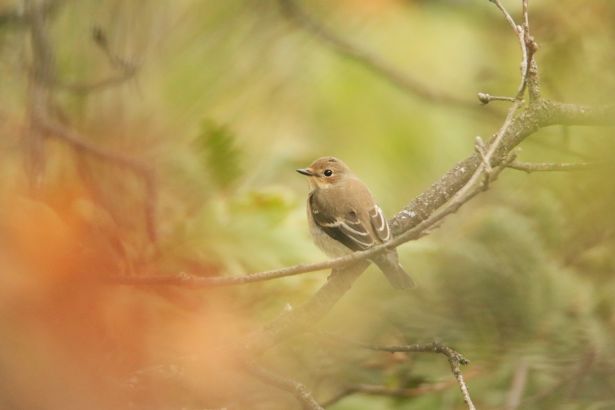 European Pied Flycatcher - ML373745741