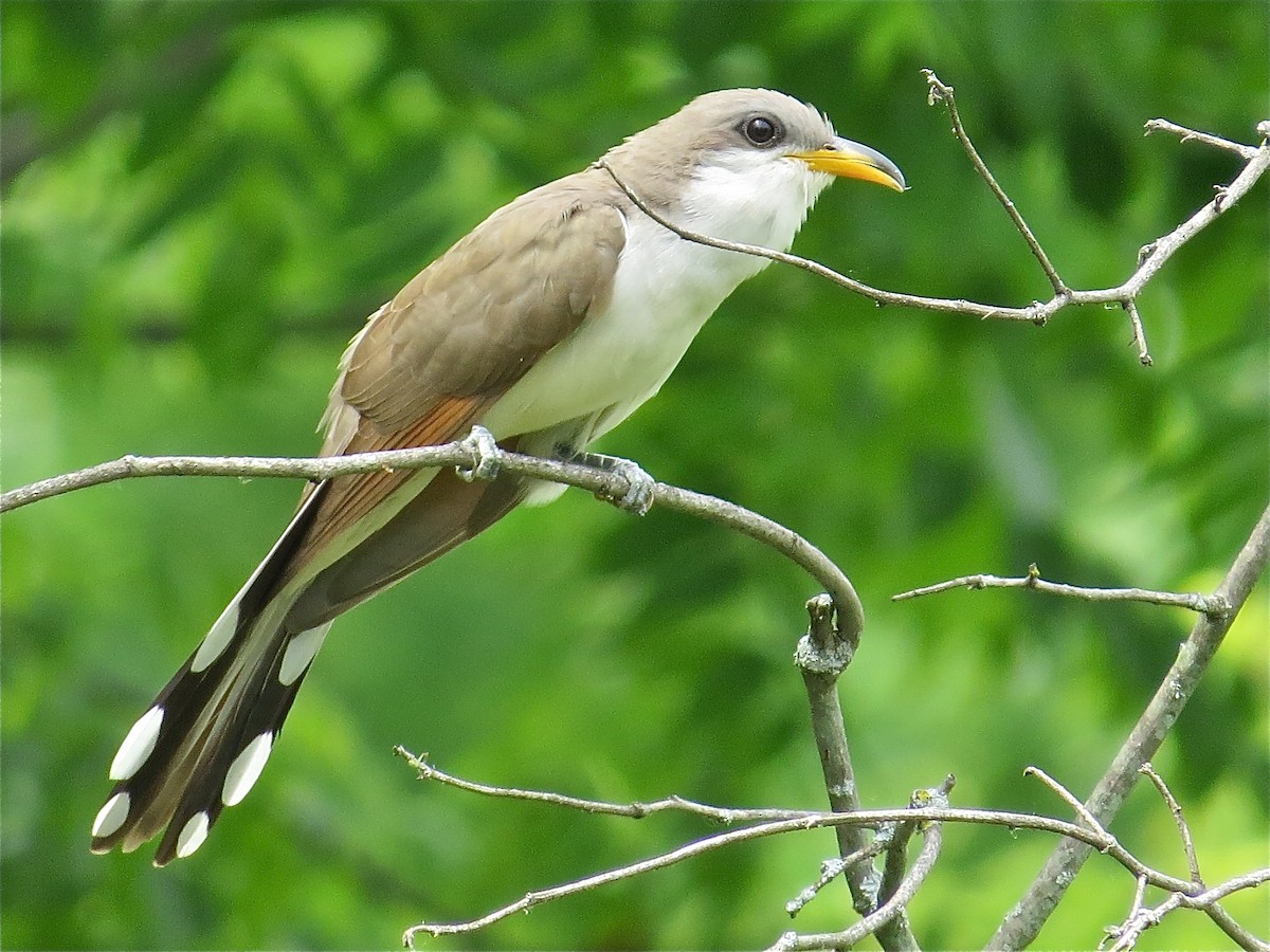 Yellow-billed Cuckoo - Benjamin Murphy