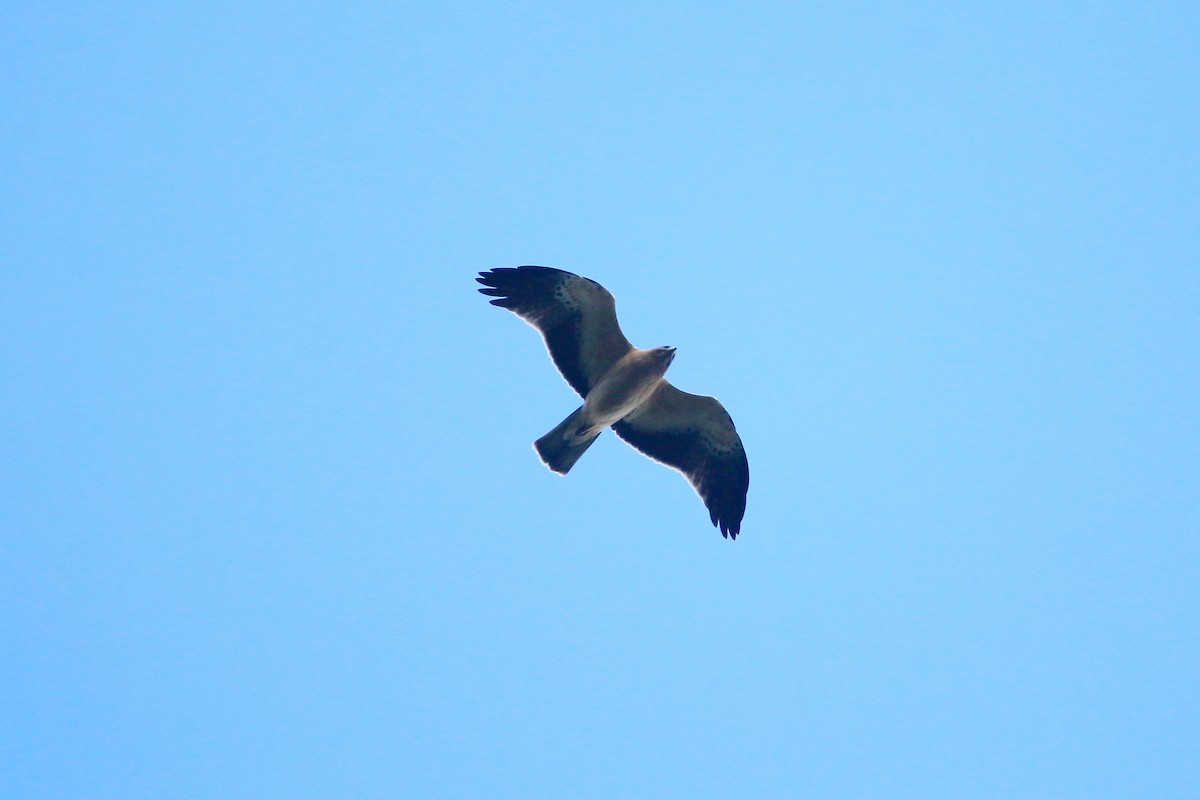 Booted Eagle - ML373746991