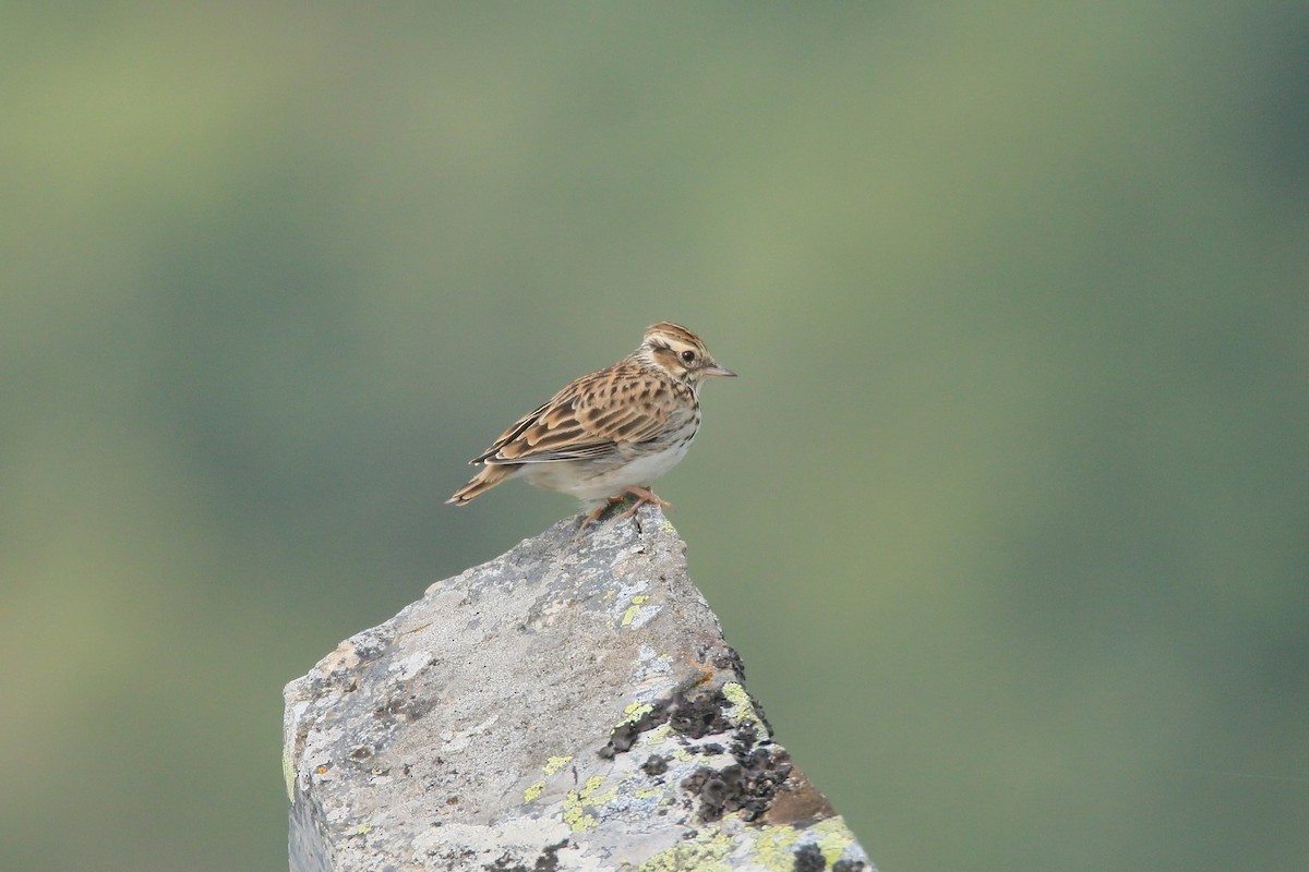 Wood Lark - ML373747001