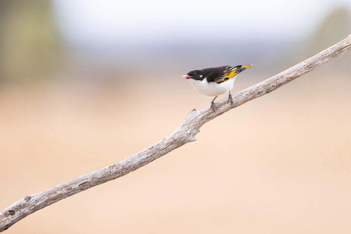 Painted Honeyeater - Indra Bone