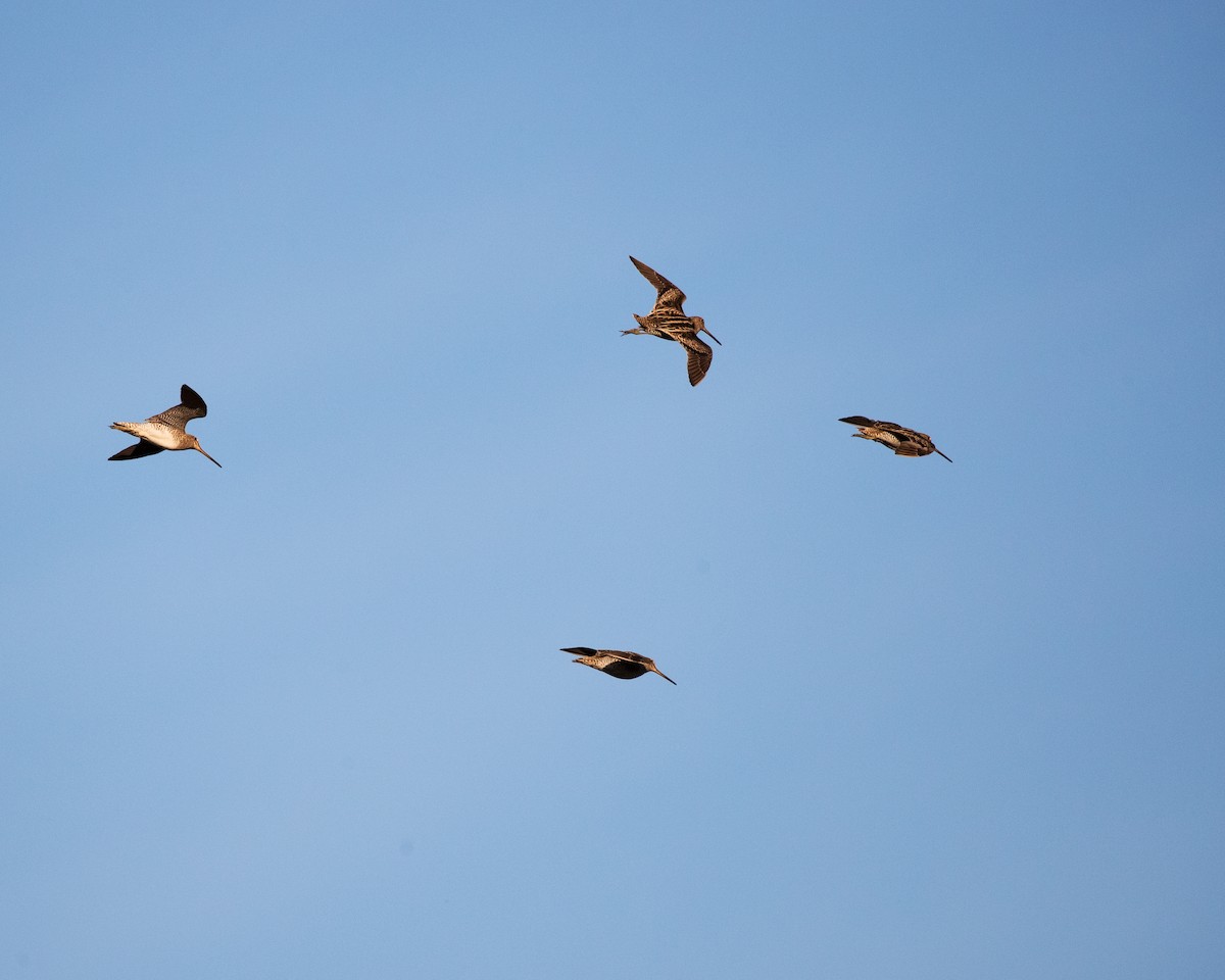 Latham's Snipe - ML373748401