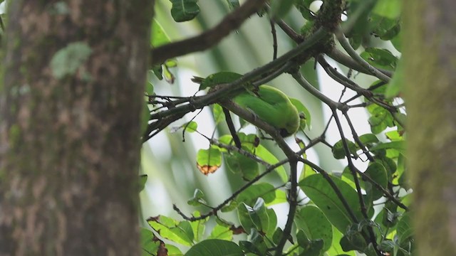 Golden-fronted Leafbird - ML373749961