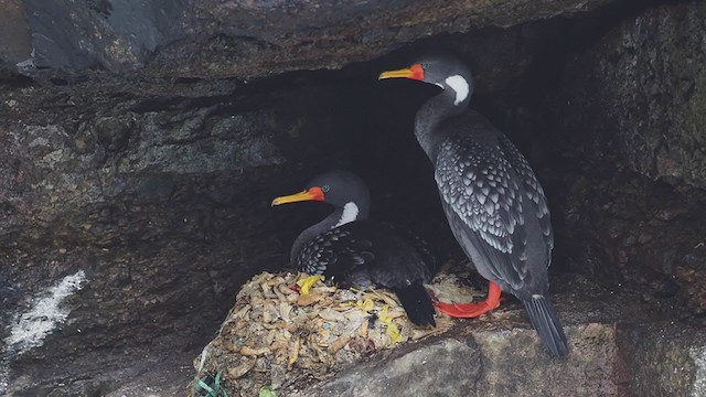 Red-legged Cormorant - ML373750061