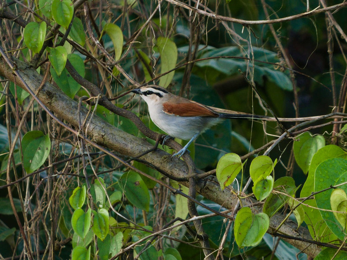 Brown-crowned Tchagra - ML373750181