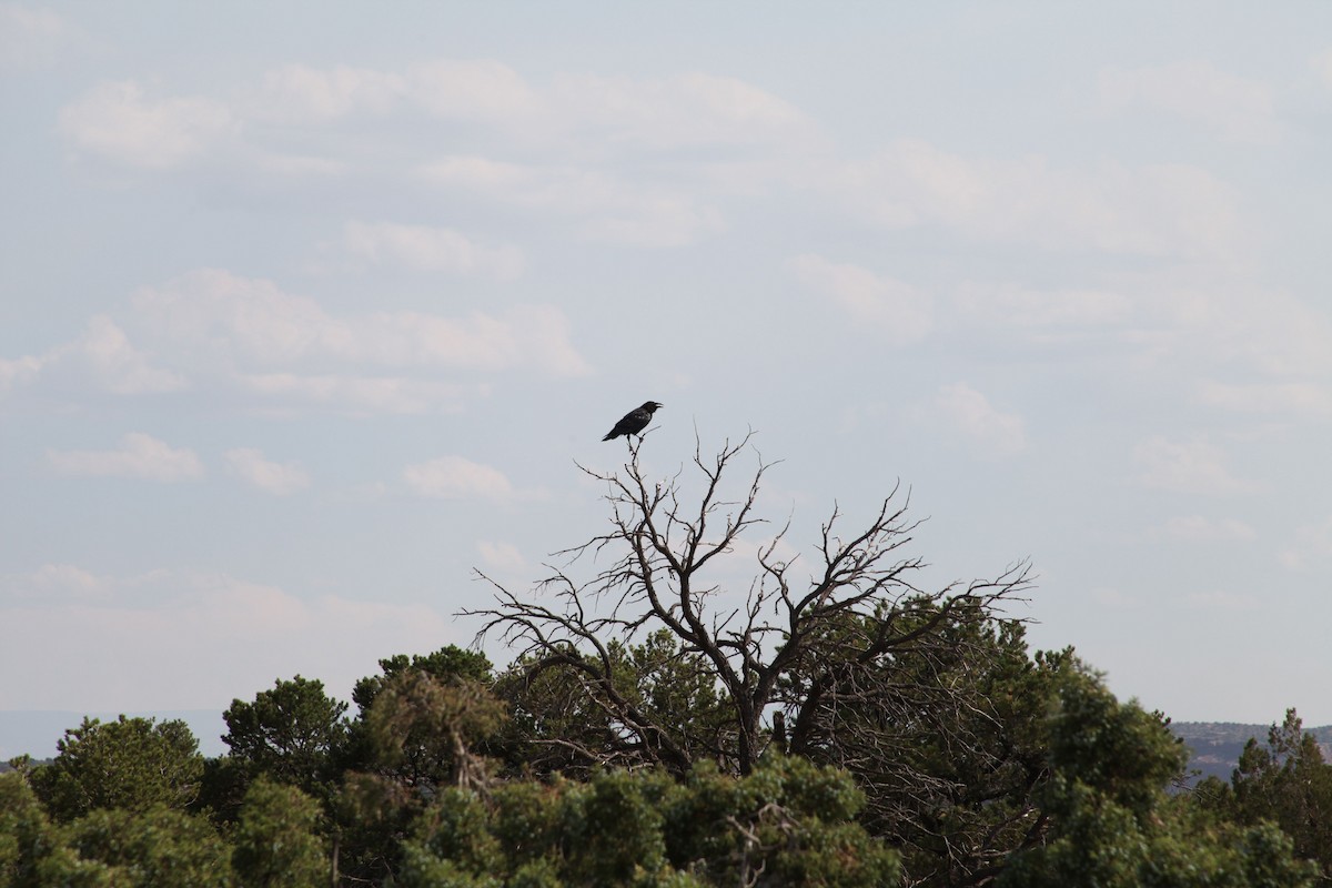 Common Raven - ML373750521