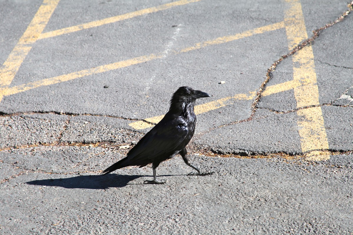 Common Raven - ML373750581