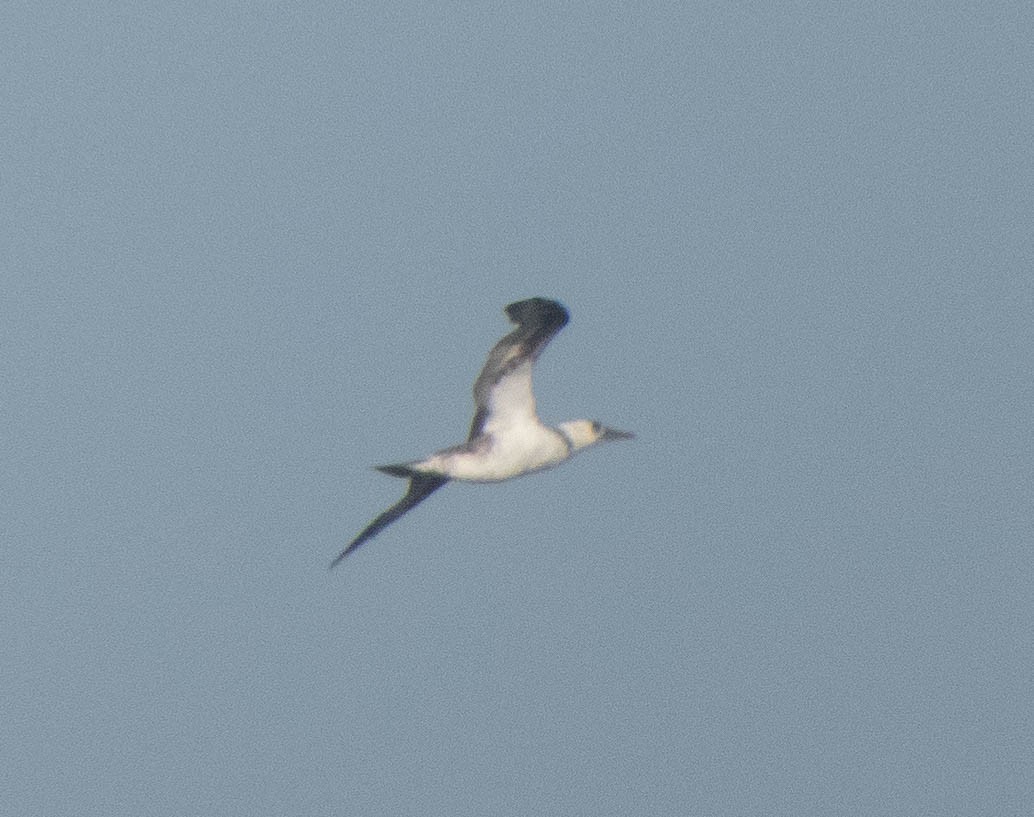 Northern Gannet - João  Esteves