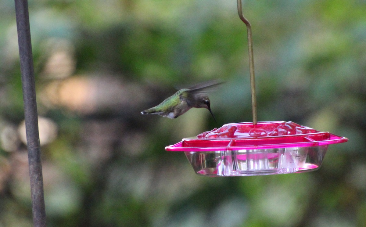 Ruby-throated Hummingbird - Carole Swann