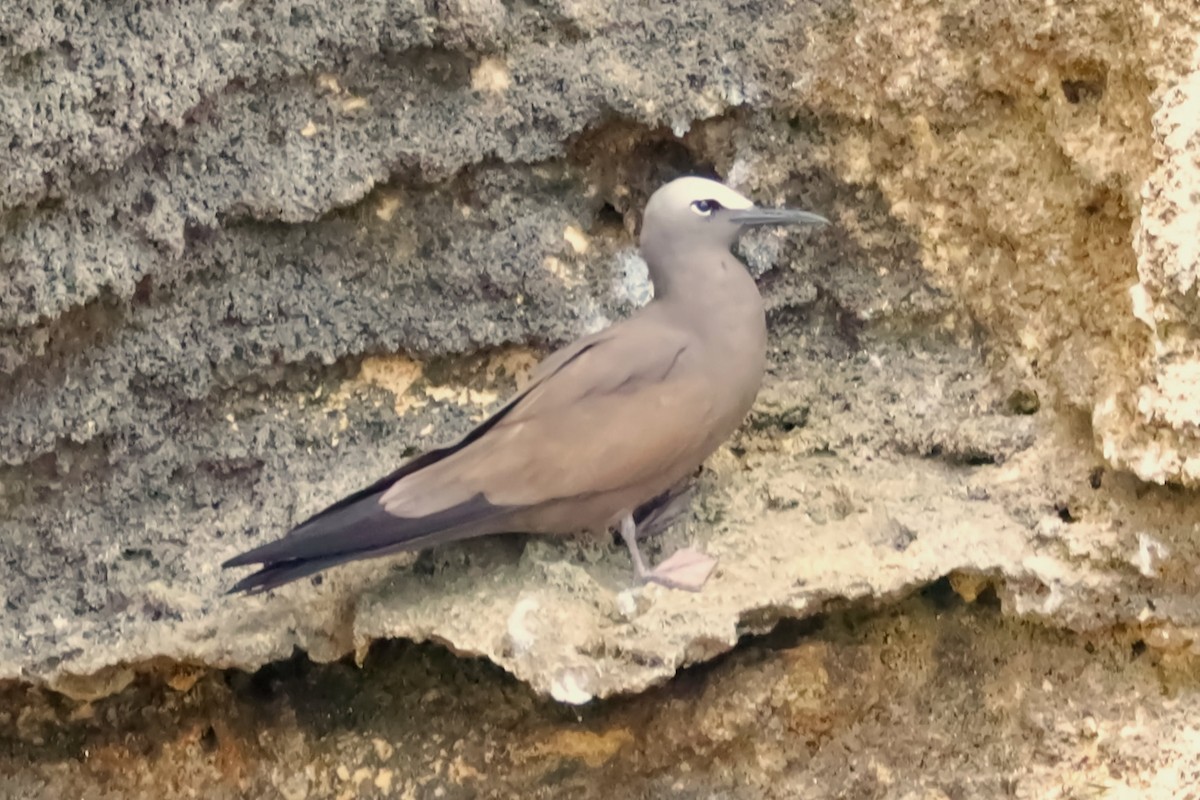 Brown Noddy - ML373752651