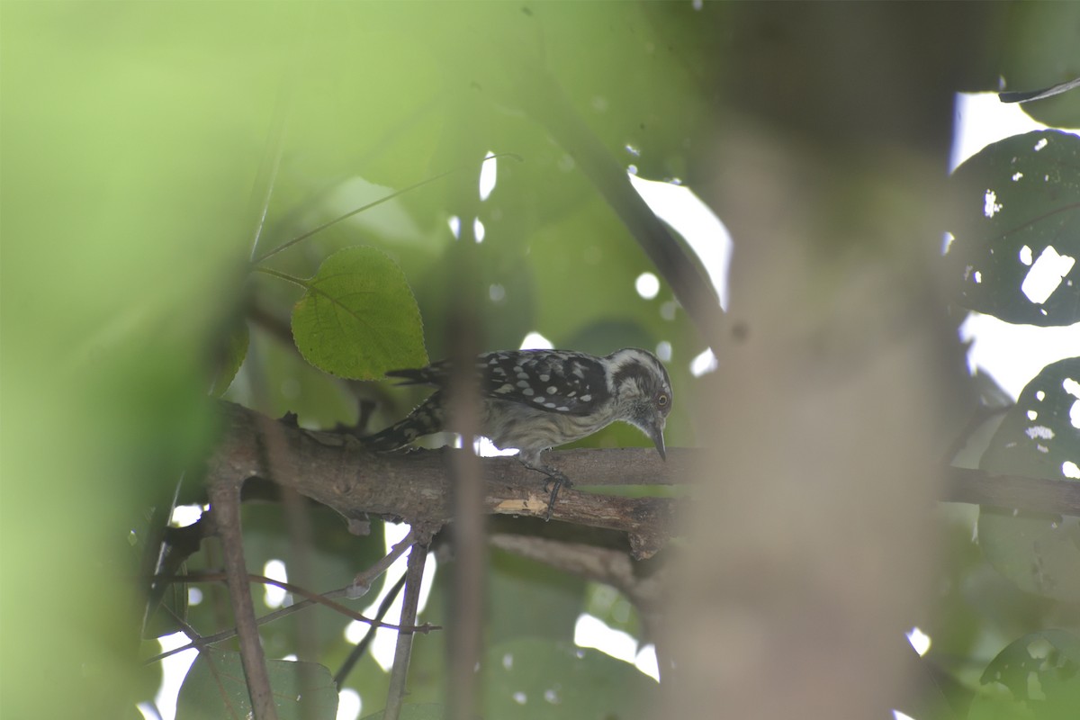 Brown-capped Pygmy Woodpecker - ML373753981
