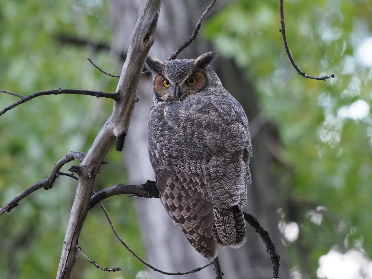 Great Horned Owl - Leslie S