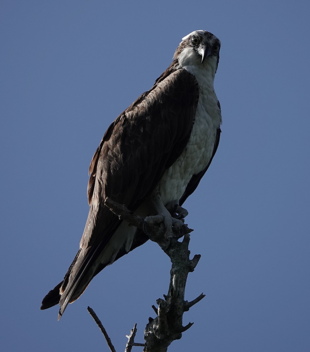 Osprey - ML373754331