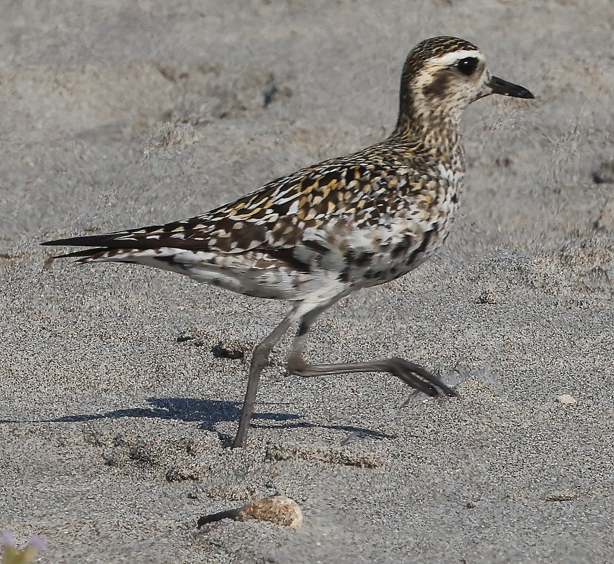 Pacific Golden-Plover - ML373754951