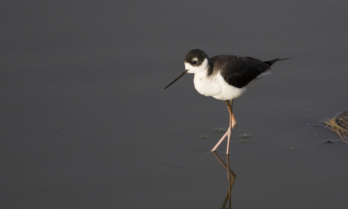 Schwarznacken-Stelzenläufer (mexicanus) - ML37375581