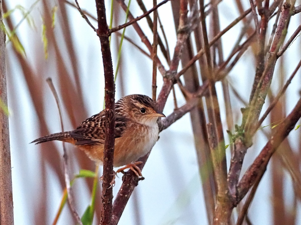 Sedge Wren - ML373756221