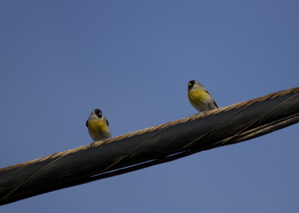 Lawrence's Goldfinch - ML373756611