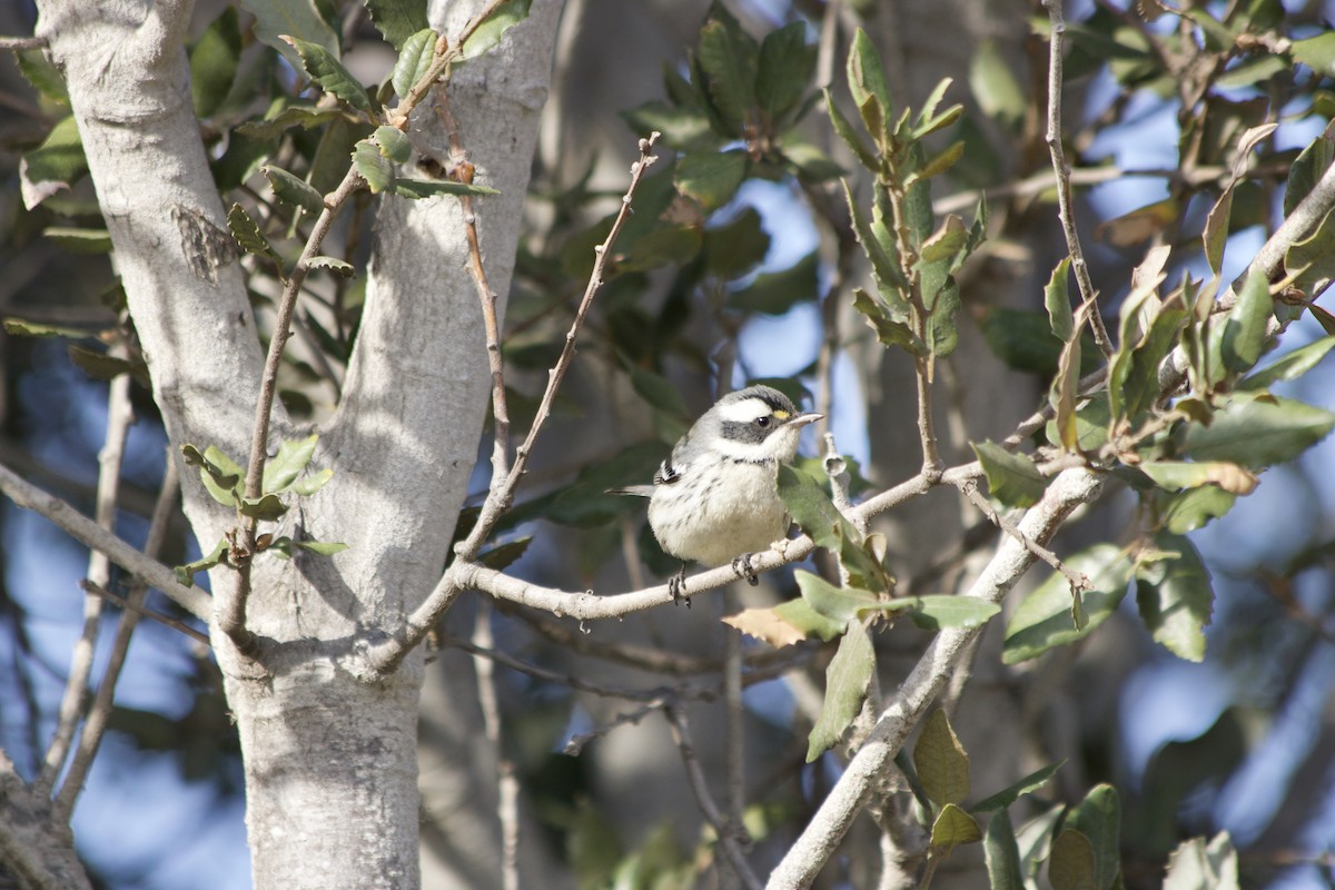 Black-throated Gray Warbler - ML373757501