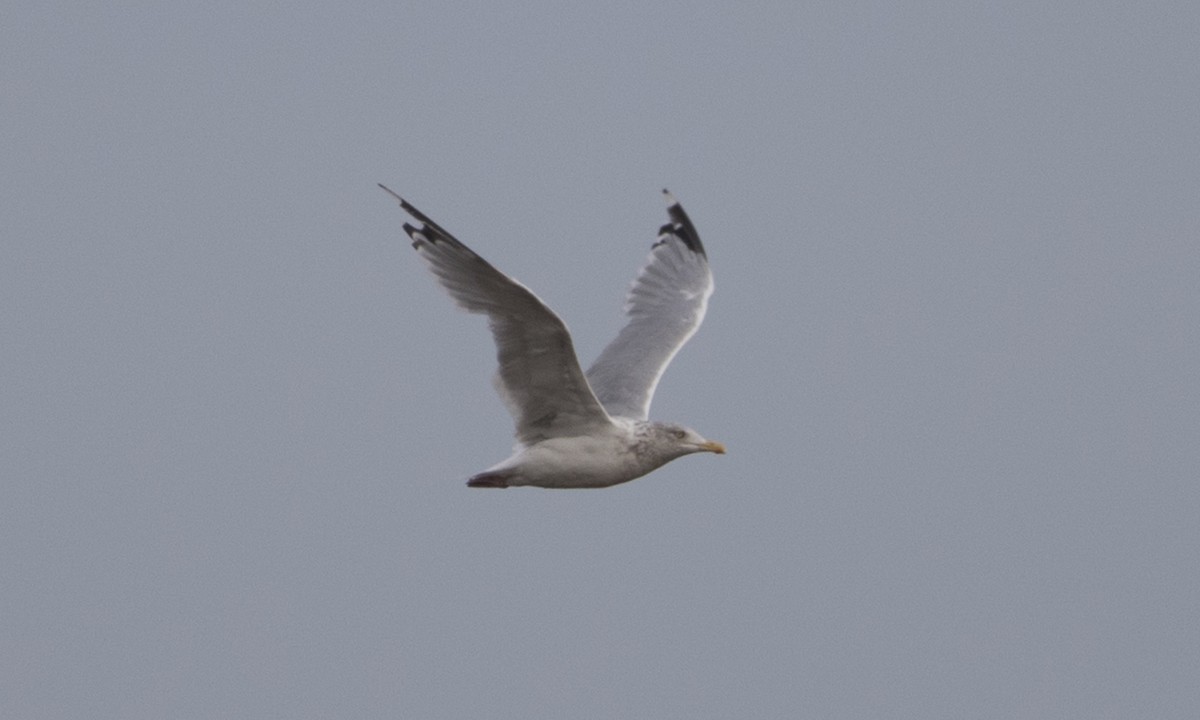 racek stříbřitý (ssp. smithsonianus) - ML37375771