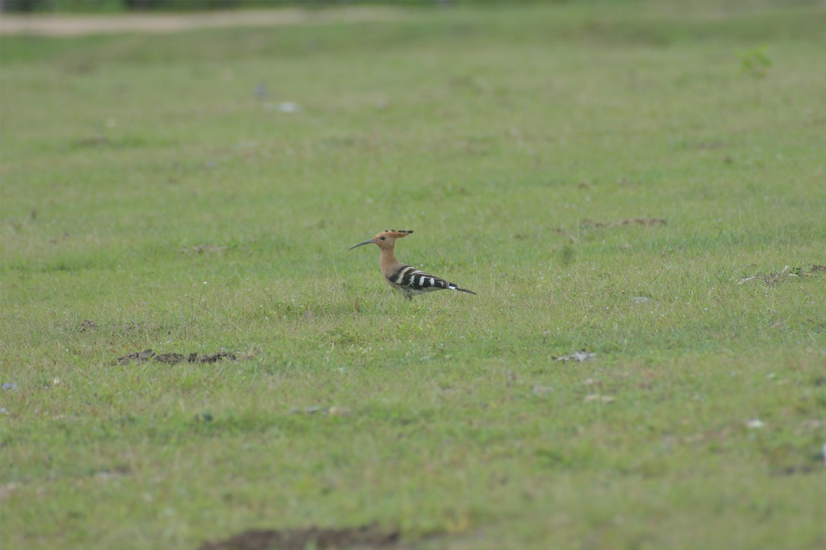 Eurasian Hoopoe - ML373758221