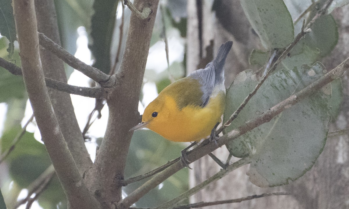 Prothonotary Warbler - Brian Sullivan