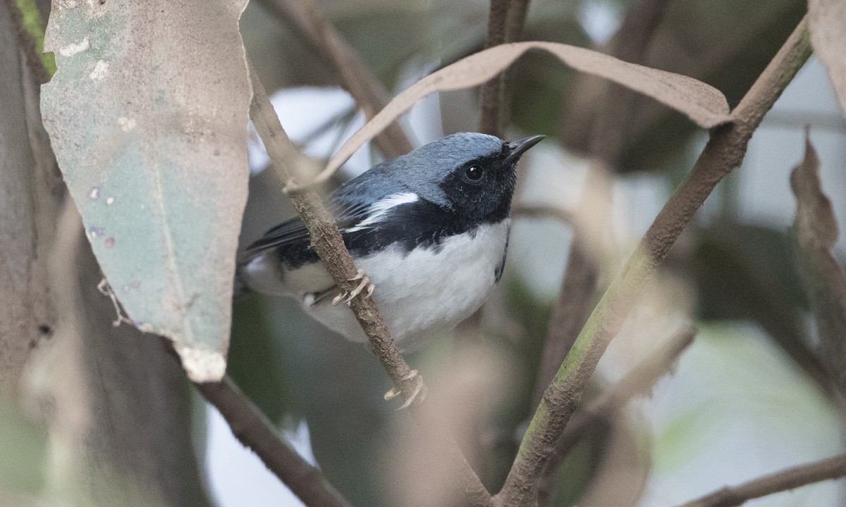 Black-throated Blue Warbler - ML37375961