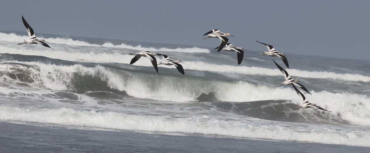 American Avocet - ML373759741