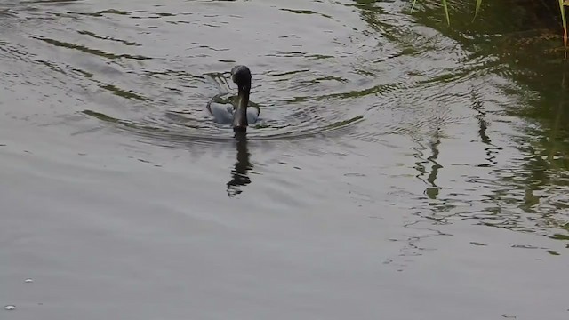 Little Cormorant - ML373760301