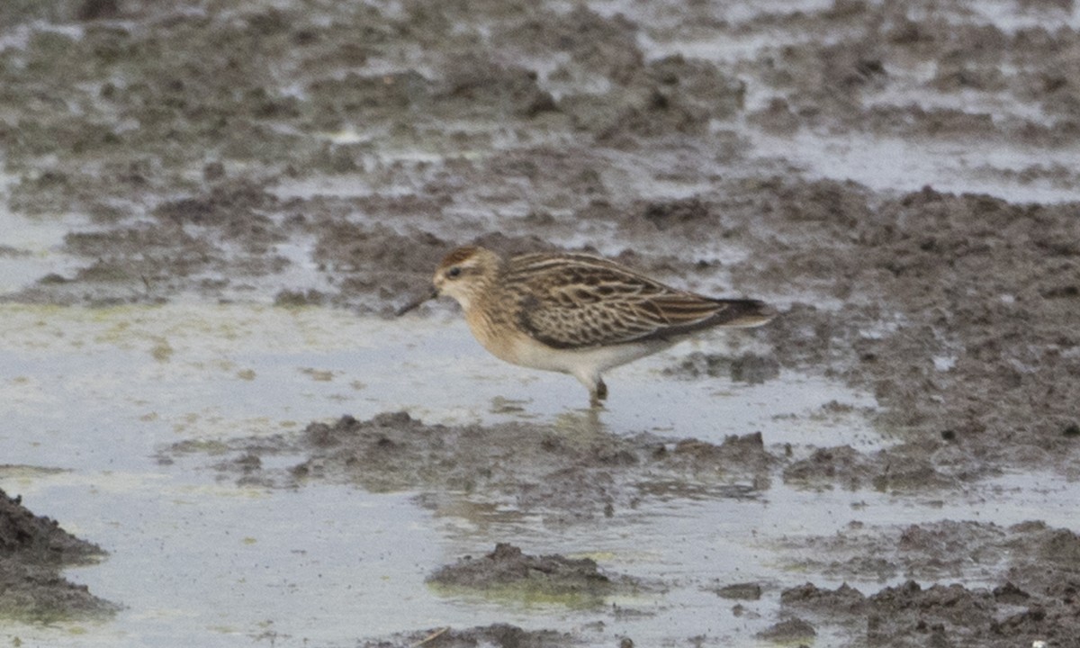 Sharp-tailed Sandpiper - Brian Sullivan