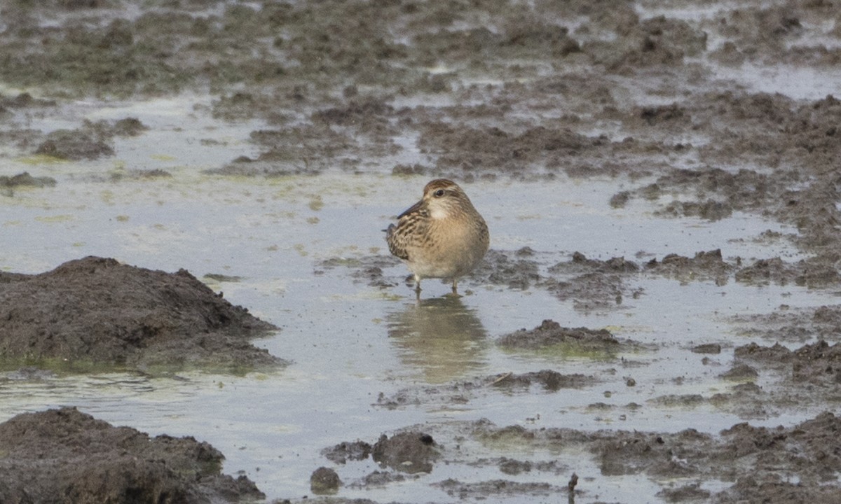 Sharp-tailed Sandpiper - Brian Sullivan