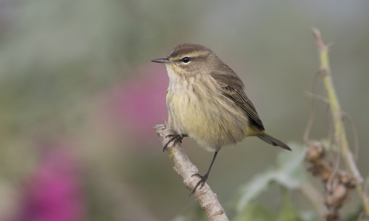 Palmenwaldsänger (palmarum) - ML37376251